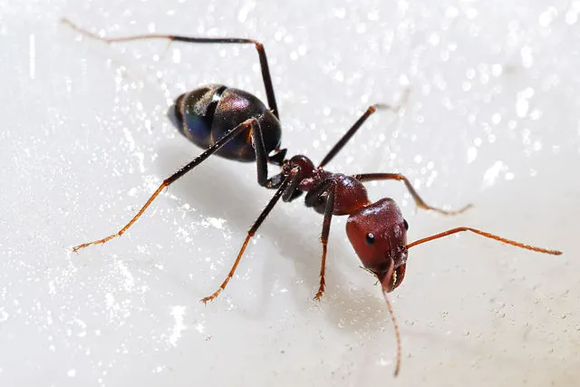 Photo fourmis