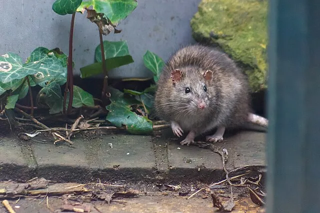 Photo d'un rat